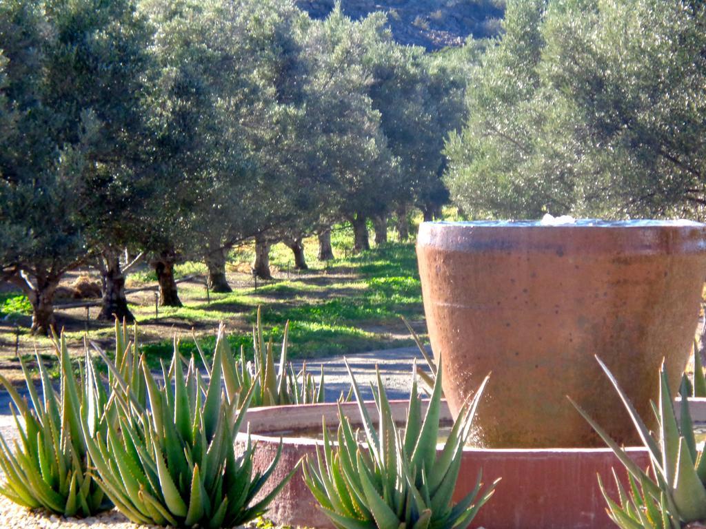Villa Olive Grove Guest Farm à Beaufort West Extérieur photo